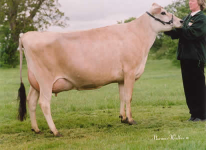 BLUEGRASS REMAKE LADY SINGSONG